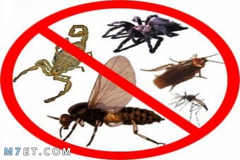 التخلص من الحشرات المنزلية لبيت صحي وآمن