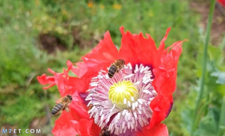 تغذية النحل على زهرة الخشخاش نبات الأفيون