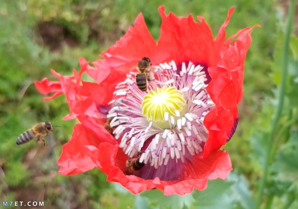 صورة للنحل وهو يتغذى على زهرة الخشخاش لإنتاج عسل الأفيون