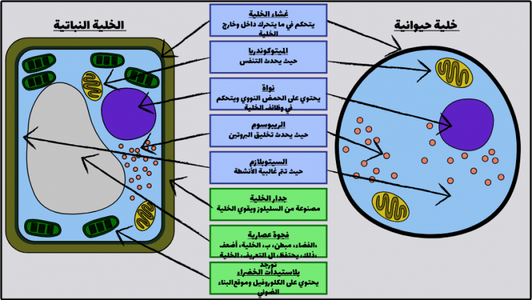 الفرق بين الخلية النباتية والحيوانية وكيف تم اكتشافها موقع مُحيط