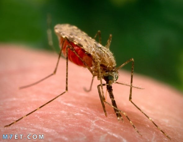 أعراض الملاريا