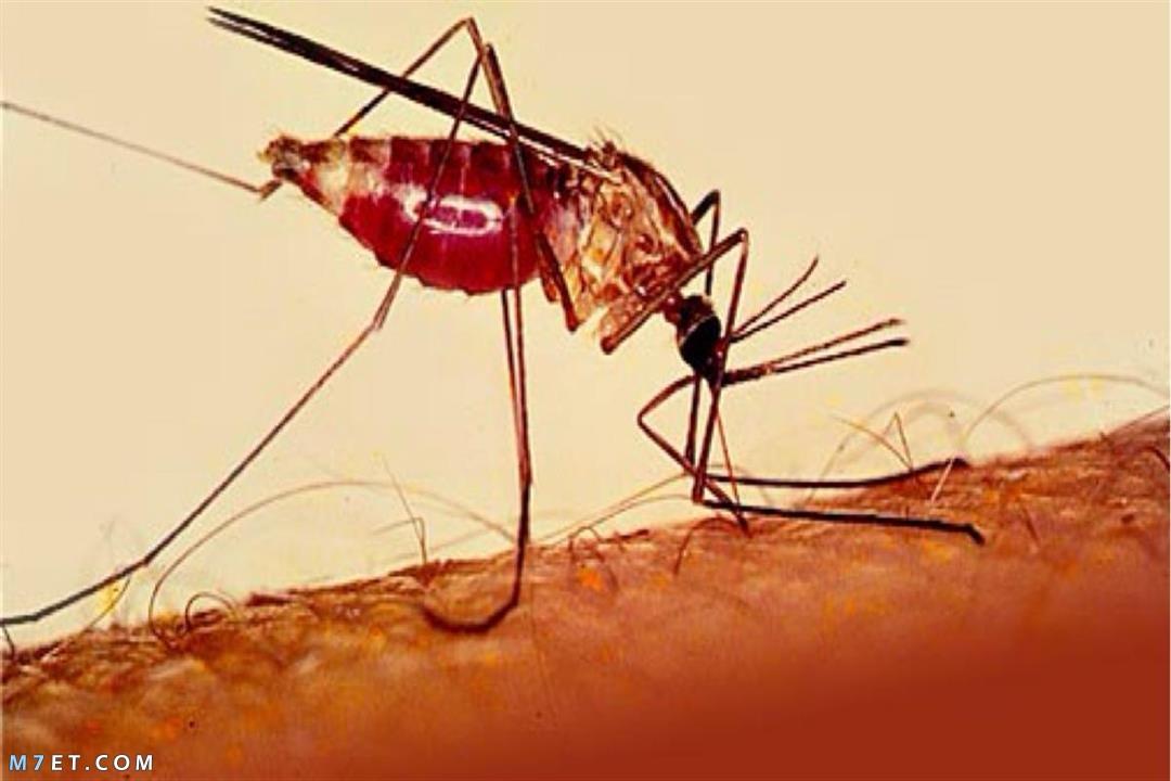 أعراض الملاريا