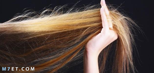 كيفية التخلص من تقصف الشعر الجاف