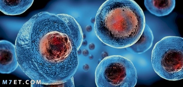 الفرق بين الخلية الحيوانية والخلية النباتية