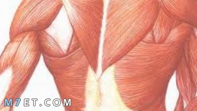 Photo of العضلات الملساء | مهمتها داخل الجسم وعلاقتها بأمراض الربو والقلب