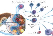 Photo of أهمية الخلايا الجذعية واستخدامها لمعالجة العديد من الأمراض