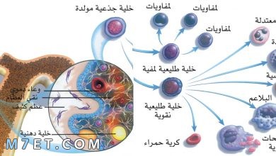 Photo of أهمية الخلايا الجذعية واستخدامها لمعالجة العديد من الأمراض