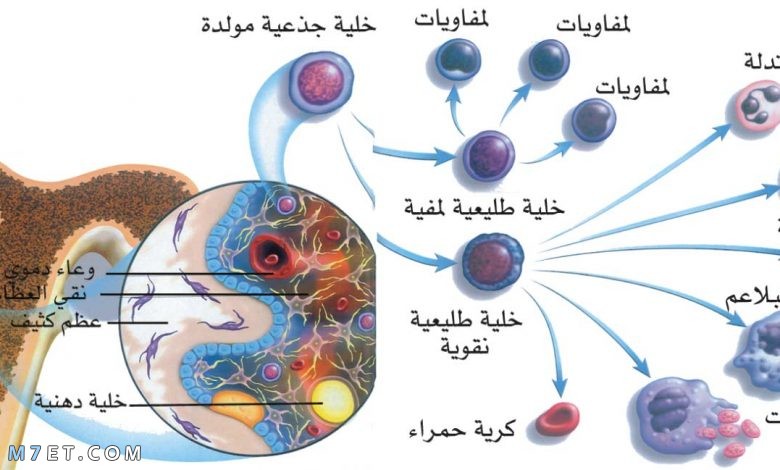 ما هي الخلايا الجذعية