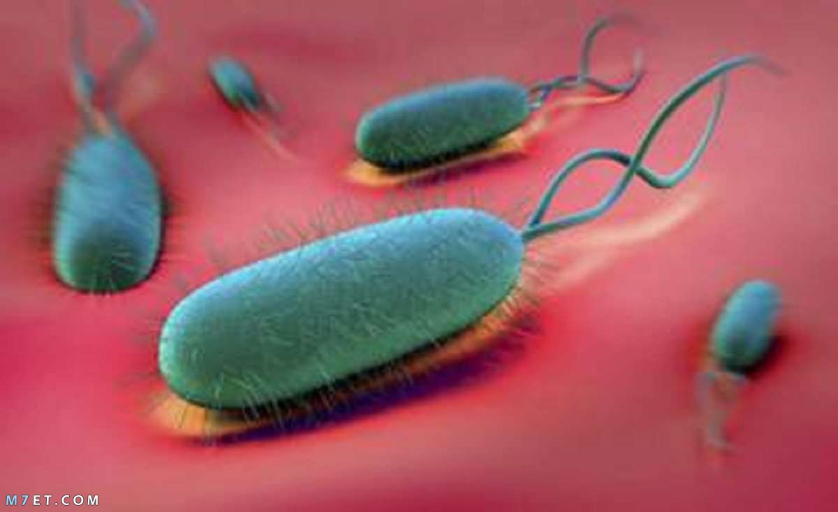 أنواع البكتيريا