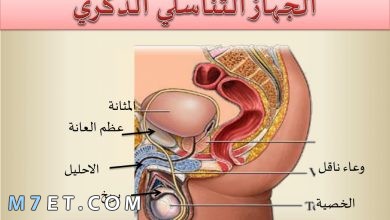 Photo of الجهاز التناسلي للرجل | أشهر 6 أمراض الجهاز التناسلي للرجال