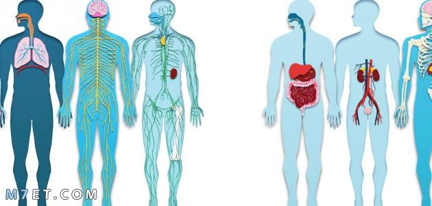 الأجهزة الداخلية لجسم الإنسان