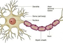 Photo of أنواع الخلايا العصبية وتعريفها ومكوناتها