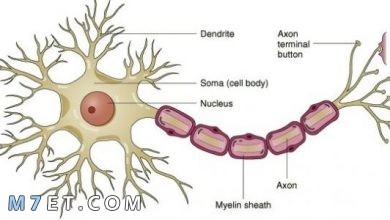 Photo of أنواع الخلايا العصبية وتعريفها ومكوناتها