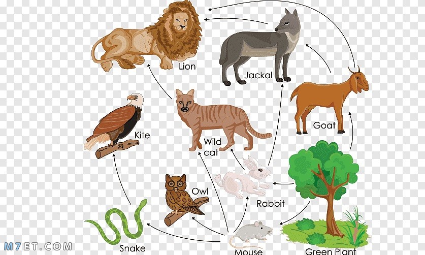 أهم المعلومات عن السلسلة الغذائية للحيوانات