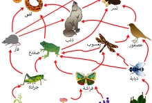 Photo of أهم المعلومات عن السلسلة الغذائية للحيوانات