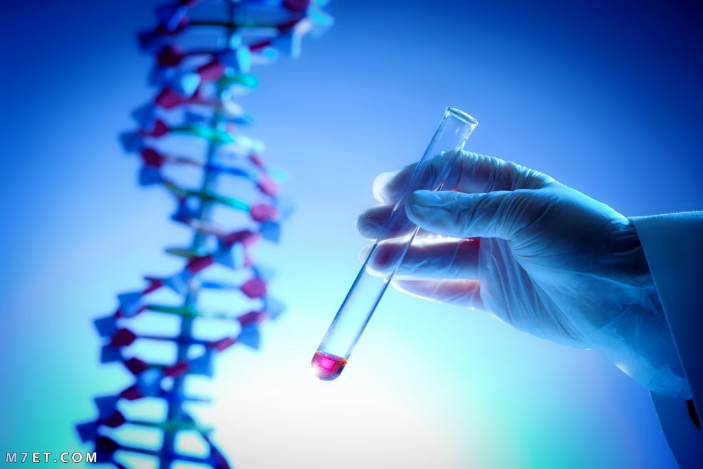 خطوات عمل تحليل dna