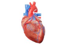 Photo of أجزاء القلب | أبرز 4 وظائف لأجزاء القلب