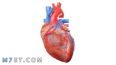 Photo of أجزاء القلب | أبرز 4 وظائف لأجزاء القلب