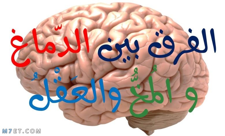 الفرق بين العقل والدماغ