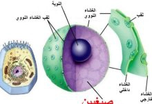 Photo of اهم المركبات الموجودة في الخلية