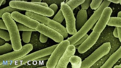 Photo of معلومات تفصيلية عن بكتيريا اي كولاي
