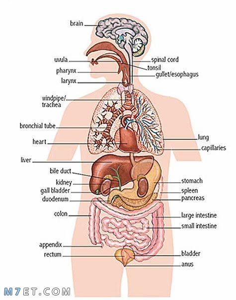 أجزاء جسم الإنسان بالتفصيل