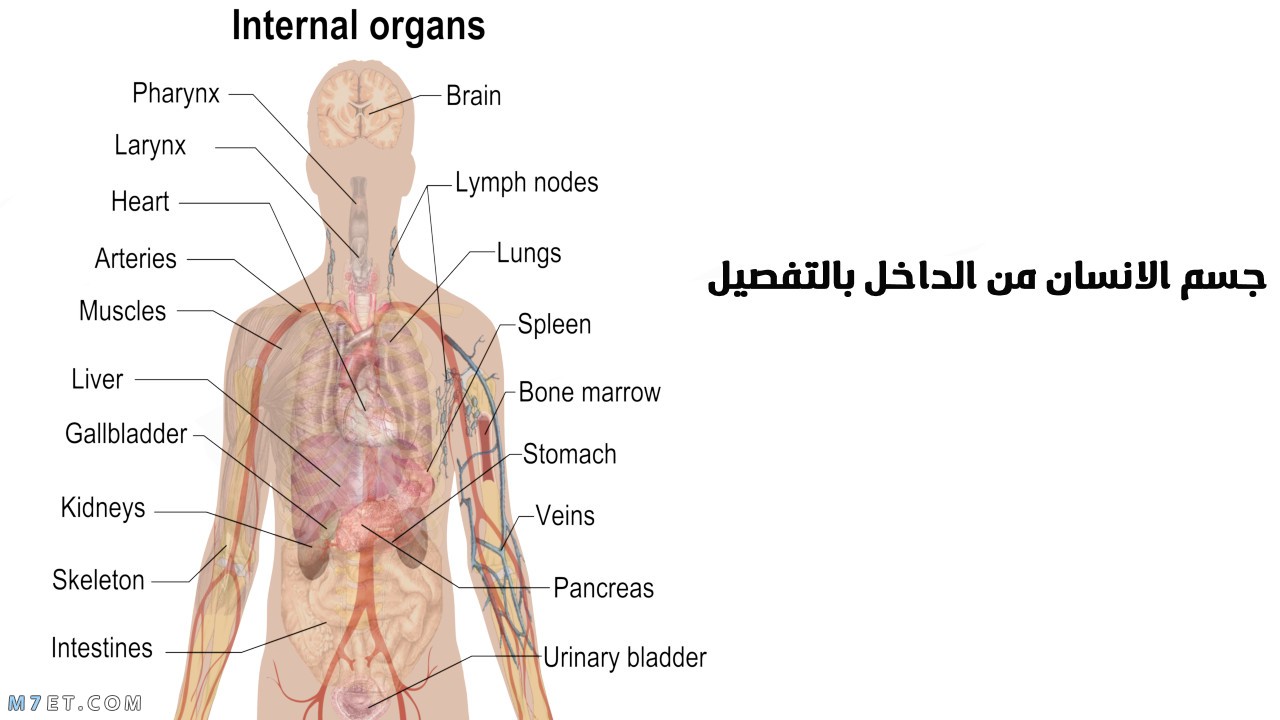 The human body from the inside in detail