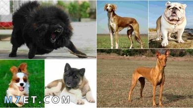 Photo of أفضل اسماء الكلاب اجمل اسماء كلاب صغيرة متنوعة مع معانيها المختلفة
