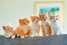 Photo of اسماء قطط اناث احلى اسماء قطط اناث 2023