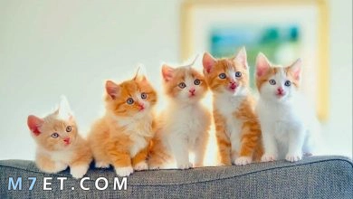 Photo of اسماء قطط اناث احلى اسماء قطط اناث 2023