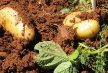 Photo of أهم المعلومات حول زراعة البطاطس
