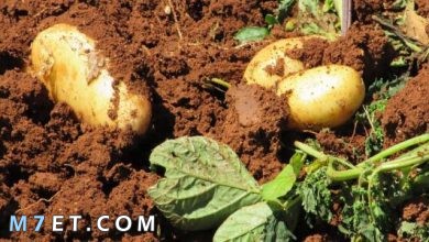 Photo of أهم المعلومات حول زراعة البطاطس
