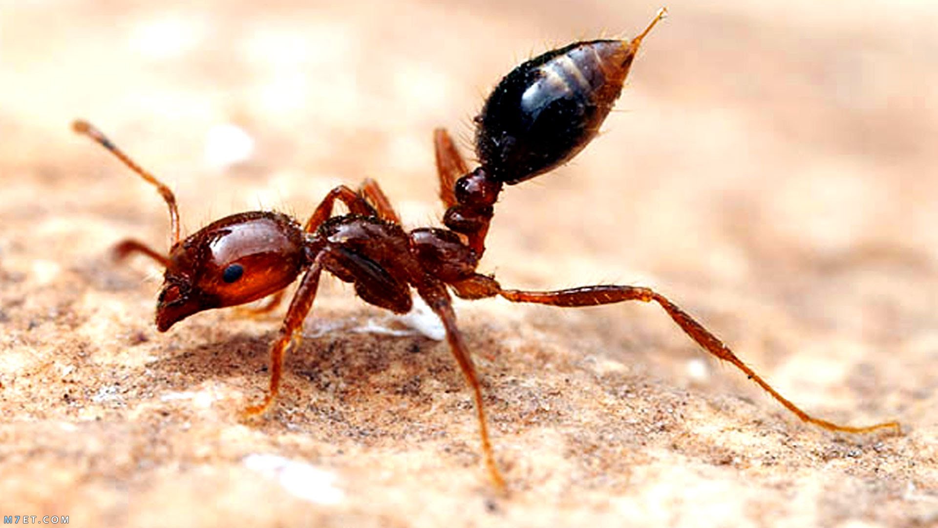 ما هي أنواع النمل؟