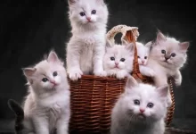 Photo of أجمل 100 اسماء قطط تركية ومعانيها جديدة