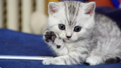 Photo of أحلى اسماء قطط ذكور جديدة 2023 ومعانيها