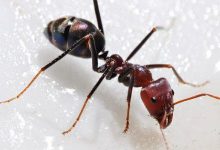 Photo of ما هي أنواع النمل