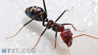 Photo of ما هي أنواع النمل