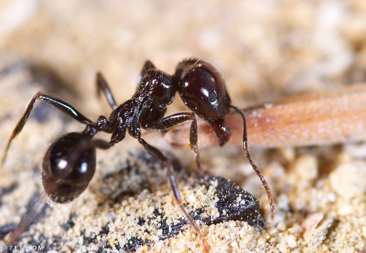 ما هي أنواع النمل