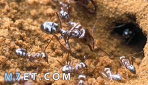 ماذا يسمى بيت النمل