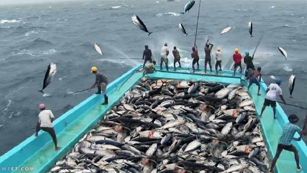 موسم صيد الأسماك في البحر الأحمر