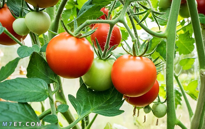 السعرات الحرارية للطماطم