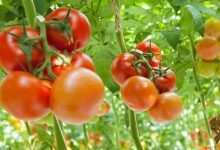 Photo of ما هي السعرات الحرارية للطماطم