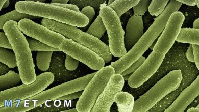 Photo of كيف تتكاثر البكتيريا عن طريق الأقتران أو التبرعم أو التنبيغ