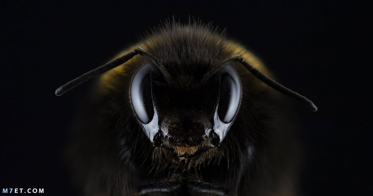 كم عدد عيون النحلة