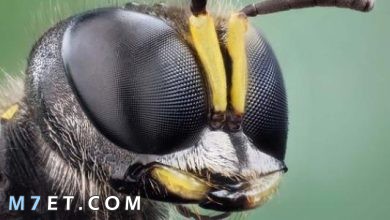 Photo of كم عدد عيون النحلة