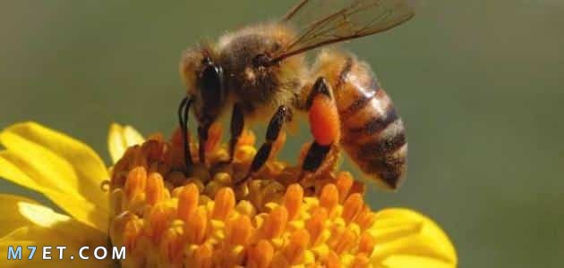 الآثار الجانبية لحقن سم النحل
