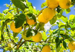 دراسة جدوى لمشروع زراعة الليمون