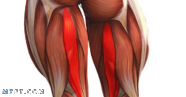 عضلات الفخذ الأمامية
