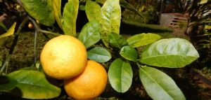 كيفية العناية بشجرة الليمون؟