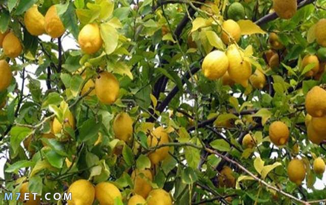 كيفية العناية بشجرة الليمون؟